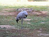 Grue cendree, Grus grus (Photo F. Mrugala) (1)